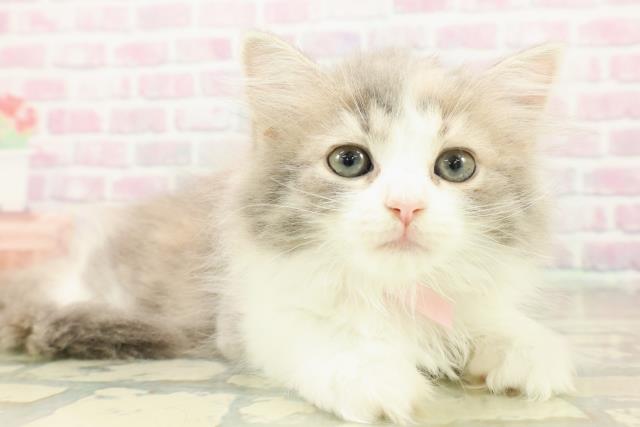 東京都のラガマフィン (Coo&RIKU中野サンモール店/2025年10月17日生まれ/女の子/ダイリュートキャリコ)の子猫の3枚目の画像