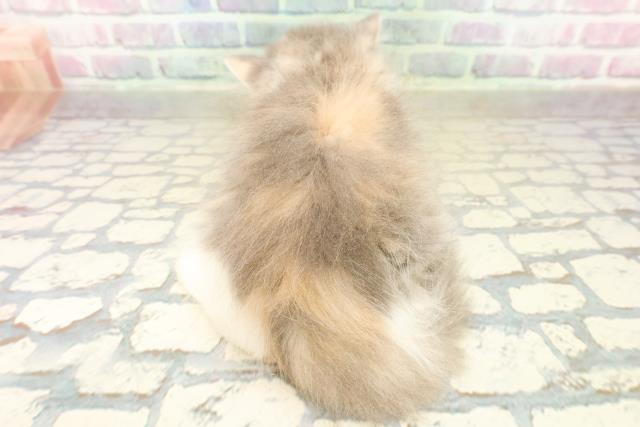 東京都のラガマフィン (Coo&RIKU中野サンモール店/2025年10月17日生まれ/女の子/ダイリュートキャリコ)の子猫の4枚目の画像