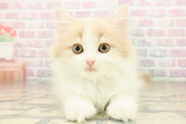 東京都のラガマフィン (Coo&RIKU池袋西口店/2025年10月17日生まれ/女の子/クリームタビーホワイト)の子猫の1枚目の画像