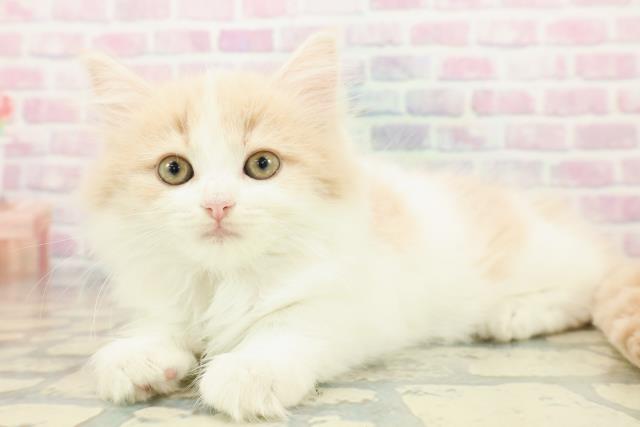 東京都のラガマフィン (Coo&RIKU池袋西口店/2025年10月17日生まれ/女の子/クリームタビーホワイト)の子猫の2枚目の画像