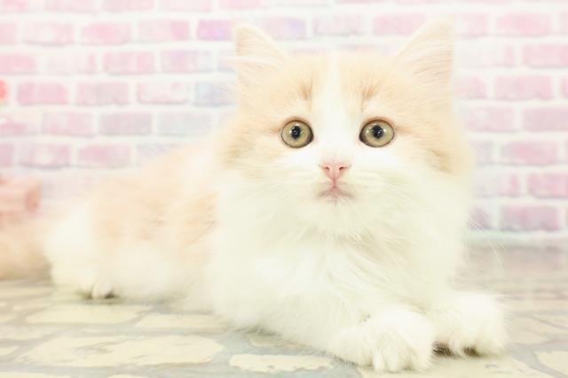 東京都のラガマフィン (Coo&RIKU池袋西口店/2025年10月17日生まれ/女の子/クリームタビーホワイト)の子猫の3枚目の画像