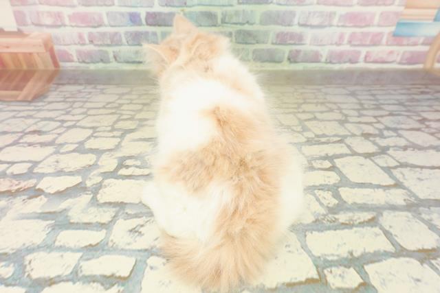 東京都のラガマフィン (Coo&RIKU池袋西口店/2025年10月17日生まれ/女の子/クリームタビーホワイト)の子猫の4枚目の画像