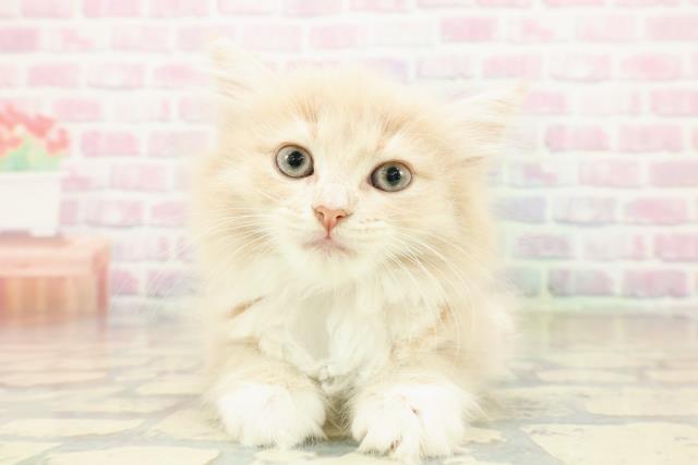 福井県のラガマフィン (Coo&RIKU福井店/2025年10月17日生まれ/女の子/クリームタビーホワイト)の子猫の1枚目の画像