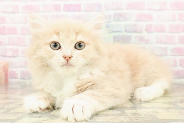 福井県のラガマフィン (Coo&RIKU福井店/2025年10月17日生まれ/女の子/クリームタビーホワイト)の子猫の2枚目の画像