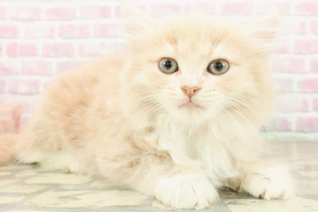 福井県のラガマフィン (Coo&RIKU福井店/2025年10月17日生まれ/女の子/クリームタビーホワイト)の子猫の3枚目の画像