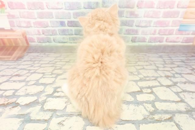 福井県のラガマフィン (Coo&RIKU福井店/2025年10月17日生まれ/女の子/クリームタビーホワイト)の子猫の4枚目の画像