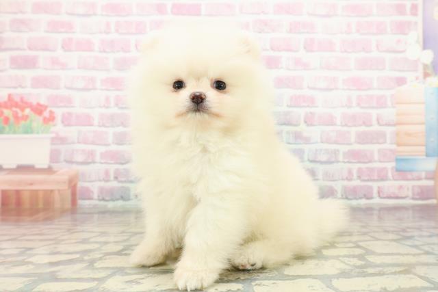 新潟県のポメラニアン (Coo&RIKU長岡店/2025年10月20日生まれ/男の子/クリーム)の子犬の2枚目の画像