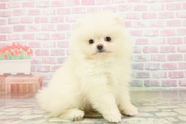 新潟県のポメラニアン (Coo&RIKU長岡店/2025年10月20日生まれ/男の子/クリーム)の子犬の3枚目の画像