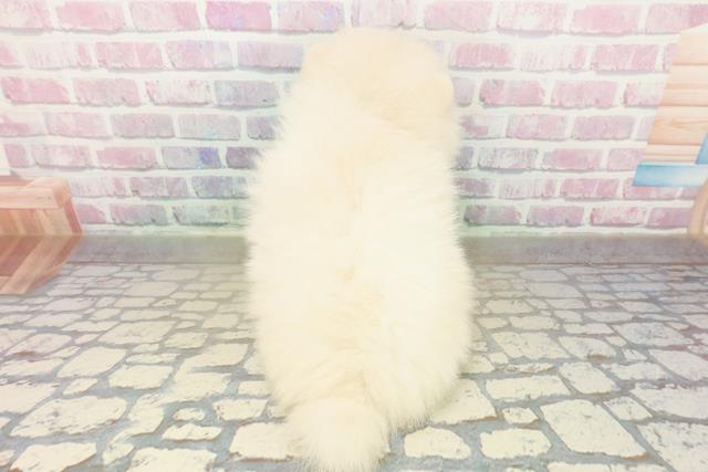 新潟県のポメラニアン (Coo&RIKU長岡店/2025年10月20日生まれ/男の子/クリーム)の子犬の4枚目の画像