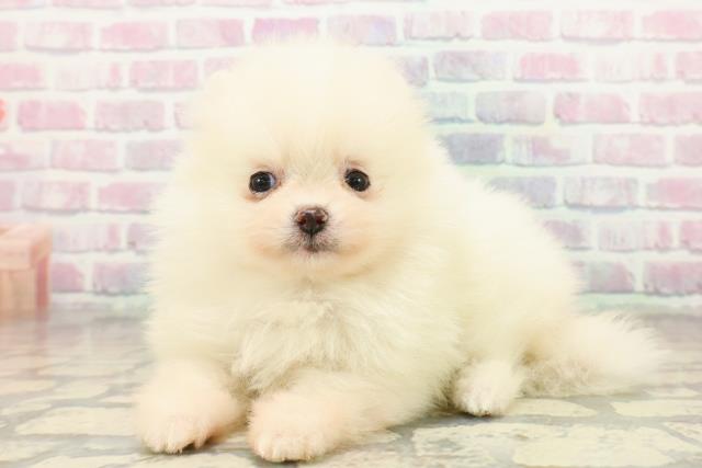 新潟県のポメラニアン (Coo&RIKU新潟東店/2025年10月18日生まれ/女の子/クリーム)の子犬の2枚目の画像