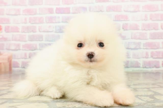 新潟県のポメラニアン (Coo&RIKU新潟東店/2025年10月18日生まれ/女の子/クリーム)の子犬の3枚目の画像