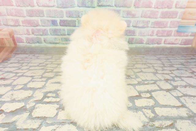 新潟県のポメラニアン (Coo&RIKU新潟東店/2025年10月18日生まれ/女の子/クリーム)の子犬の4枚目の画像