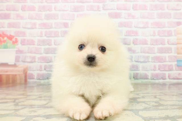 石川県のポメラニアン (Coo&RIKUイオン野々市南店/2025年10月18日生まれ/女の子/クリーム)の子犬の1枚目の画像