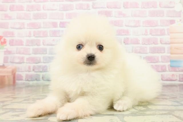 石川県のポメラニアン (Coo&RIKUイオン野々市南店/2025年10月18日生まれ/女の子/クリーム)の子犬の2枚目の画像