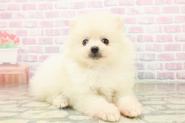 石川県のポメラニアン (Coo&RIKUイオン野々市南店/2025年10月18日生まれ/女の子/クリーム)の子犬の3枚目の画像