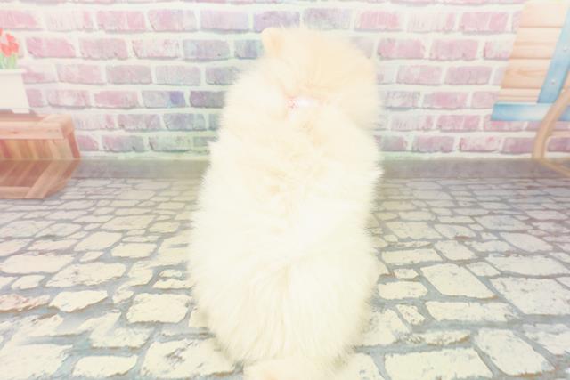 石川県のポメラニアン (Coo&RIKUイオン野々市南店/2025年10月18日生まれ/女の子/クリーム)の子犬の4枚目の画像