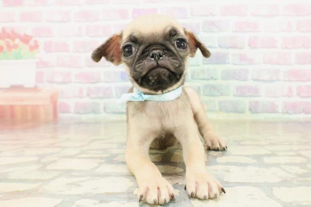 新潟県のパグ (Coo&RIKUイオンモール新発田店/2025年10月18日生まれ/男の子/フォーン)の子犬