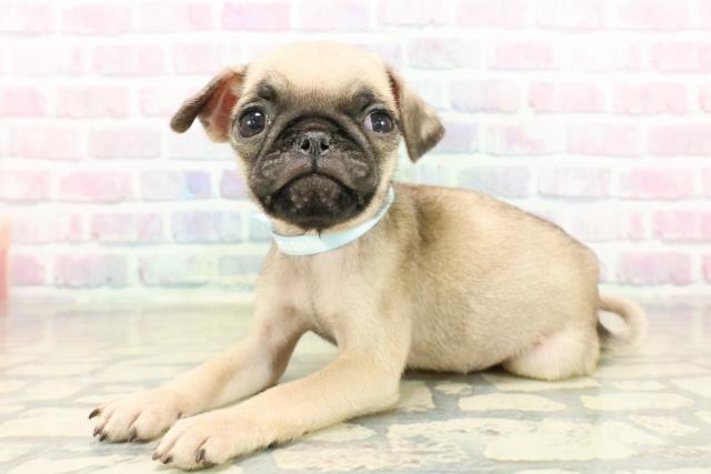 新潟県のパグ (Coo&RIKUイオンモール新発田店/2025年10月18日生まれ/男の子/フォーン)の子犬の2枚目の画像