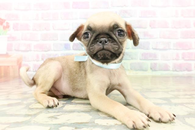 新潟県のパグ (Coo&RIKUイオンモール新発田店/2025年10月18日生まれ/男の子/フォーン)の子犬の3枚目の画像