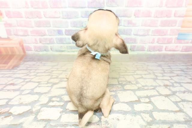 新潟県のパグ (Coo&RIKUイオンモール新発田店/2025年10月18日生まれ/男の子/フォーン)の子犬の4枚目の画像