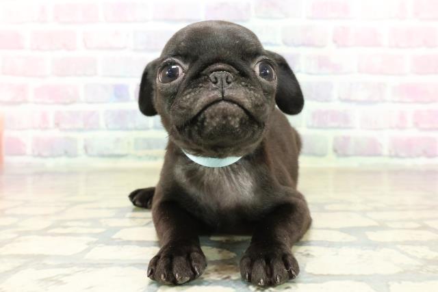 新潟県のパグ (Coo&RIKU新潟東店/2025年10月18日生まれ/男の子/ブラック)の子犬