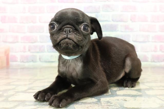 新潟県のパグ (Coo&RIKU新潟東店/2025年10月18日生まれ/男の子/ブラック)の子犬の2枚目の画像