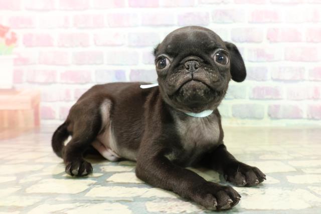 新潟県のパグ (Coo&RIKU新潟東店/2025年10月18日生まれ/男の子/ブラック)の子犬の3枚目の画像