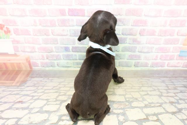 新潟県のパグ (Coo&RIKU新潟東店/2025年10月18日生まれ/男の子/ブラック)の子犬の4枚目の画像