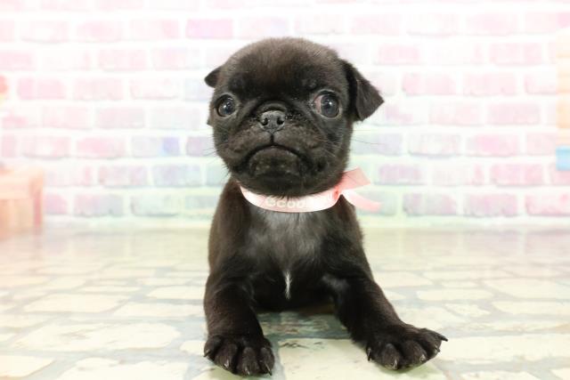 長野県のパグ (Coo&RIKU長野店/2025年10月18日生まれ/女の子/ブラック)の子犬の1枚目の画像