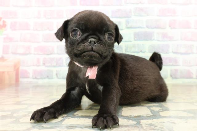 長野県のパグ (Coo&RIKU長野店/2025年10月18日生まれ/女の子/ブラック)の子犬の2枚目の画像