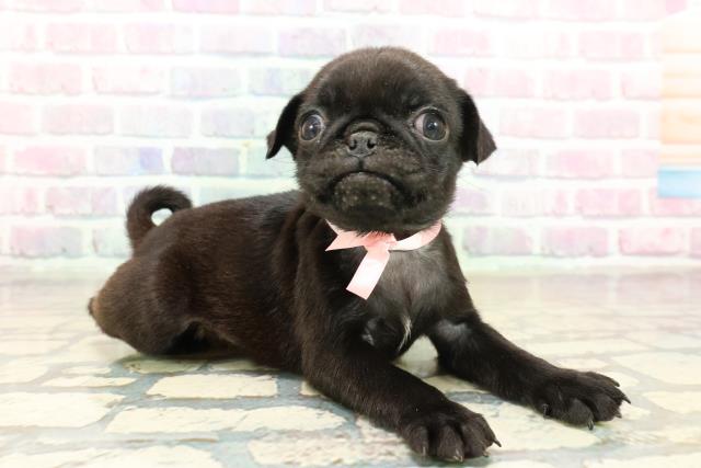 長野県のパグ (Coo&RIKU長野店/2025年10月18日生まれ/女の子/ブラック)の子犬の3枚目の画像