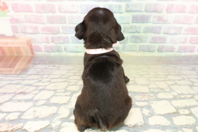 長野県のパグ (Coo&RIKU長野店/2025年10月18日生まれ/女の子/ブラック)の子犬の4枚目の画像