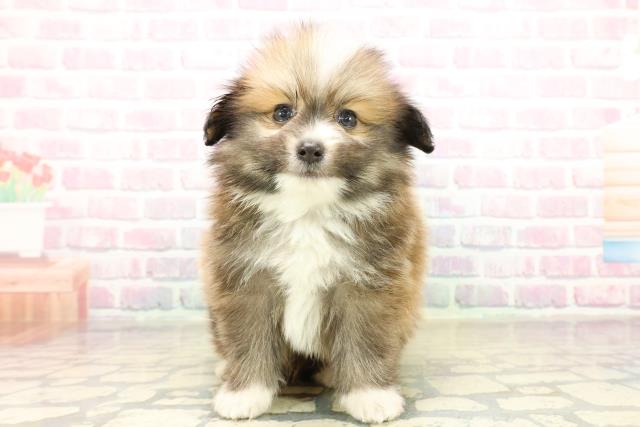 青森県のポメヨン/パピポメ/ポメパピ(ポメラニアン×パピヨン) (Coo&RIKU八戸店/2025年10月19日生まれ/男の子/ブラウンホワイト)の子犬の1枚目の画像