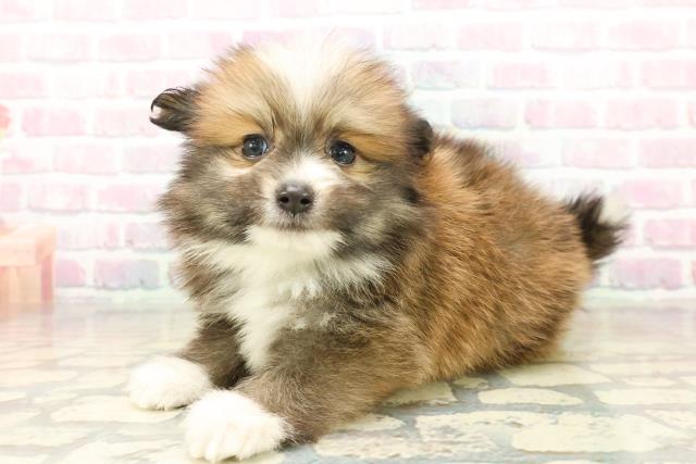 青森県のポメヨン/パピポメ/ポメパピ(ポメラニアン×パピヨン) (Coo&RIKU八戸店/2025年10月19日生まれ/男の子/ブラウンホワイト)の子犬の2枚目の画像