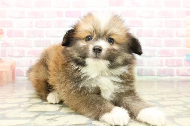 青森県のポメヨン/パピポメ/ポメパピ(ポメラニアン×パピヨン) (Coo&RIKU八戸店/2025年10月19日生まれ/男の子/ブラウンホワイト)の子犬の3枚目の画像