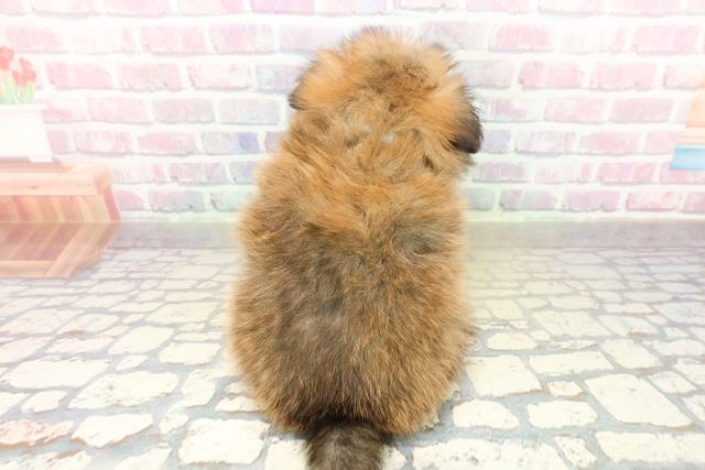 青森県のポメヨン/パピポメ/ポメパピ(ポメラニアン×パピヨン) (Coo&RIKU八戸店/2025年10月19日生まれ/男の子/ブラウンホワイト)の子犬の4枚目の画像