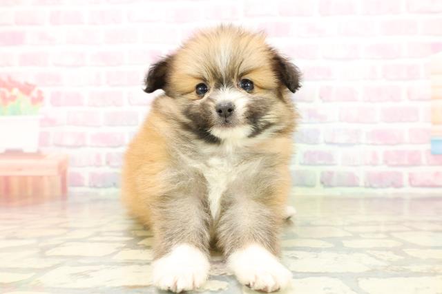 新潟県のポメヨン/パピポメ/ポメパピ(ポメラニアン×パピヨン) (Coo&RIKUイオンモール新発田店/2025年10月19日生まれ/女の子/ブラウンホワイト)の子犬