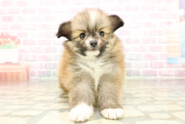 新潟県のポメヨン/パピポメ/ポメパピ(ポメラニアン×パピヨン) (Coo&RIKU上越店/2025年10月19日生まれ/女の子/ブラウンホワイト)の子犬