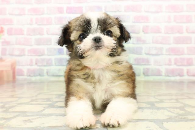 青森県のチワズー/チワシーズ(チワワ×シーズー) (Coo&RIKU八戸店/2025年10月14日生まれ/女の子/ゴールドホワイト)の子犬の1枚目の画像