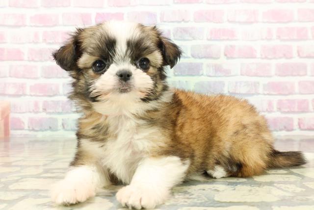 青森県のチワズー/チワシーズ(チワワ×シーズー) (Coo&RIKU八戸店/2025年10月14日生まれ/女の子/ゴールドホワイト)の子犬の2枚目の画像