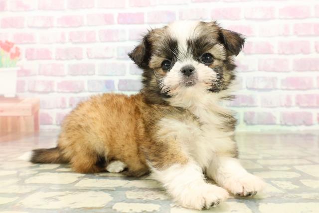 青森県のチワズー/チワシーズ(チワワ×シーズー) (Coo&RIKU八戸店/2025年10月14日生まれ/女の子/ゴールドホワイト)の子犬の3枚目の画像