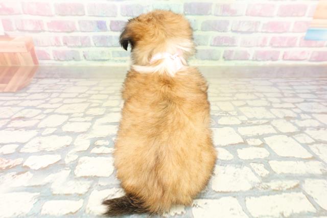 青森県のチワズー/チワシーズ(チワワ×シーズー) (Coo&RIKU八戸店/2025年10月14日生まれ/女の子/ゴールドホワイト)の子犬の4枚目の画像