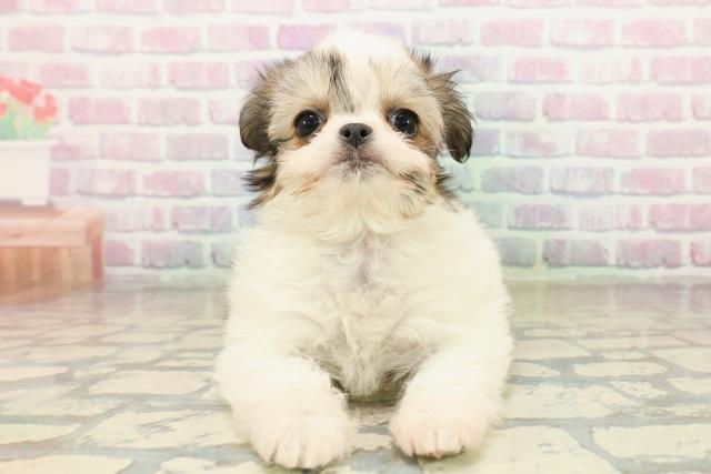 北海道のチワズー/チワシーズ(チワワ×シーズー) (Coo&RIKU室蘭店/2025年10月14日生まれ/女の子/ゴールドホワイト)の子犬