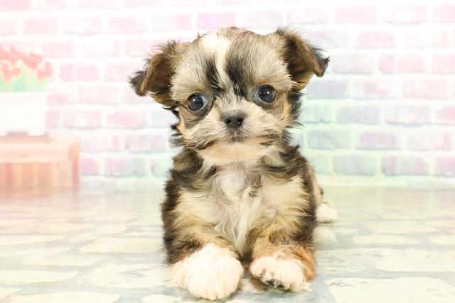 石川県のチワズー/チワシーズ(チワワ×シーズー) (Coo&RIKU金沢店/2025年10月14日生まれ/女の子/ゴールドホワイト)の子犬の1枚目の画像