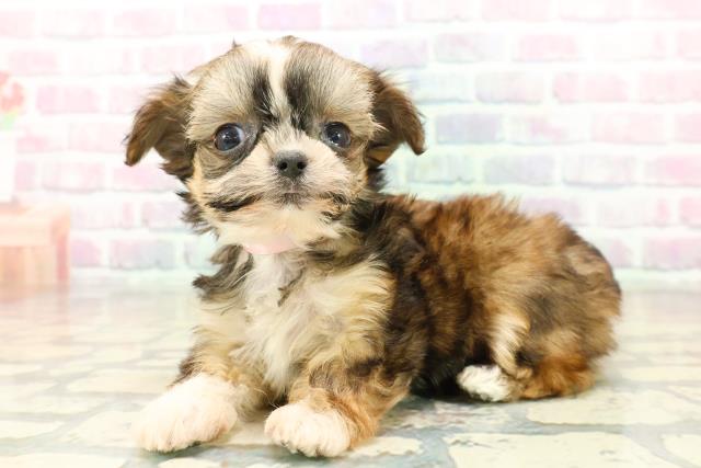 石川県のチワズー/チワシーズ(チワワ×シーズー) (Coo&RIKU金沢店/2025年10月14日生まれ/女の子/ゴールドホワイト)の子犬の2枚目の画像