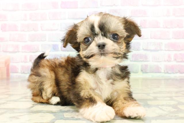 石川県のチワズー/チワシーズ(チワワ×シーズー) (Coo&RIKU金沢店/2025年10月14日生まれ/女の子/ゴールドホワイト)の子犬の3枚目の画像