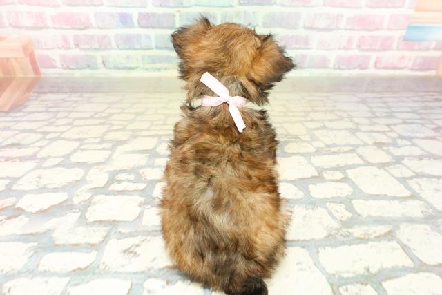 石川県のチワズー/チワシーズ(チワワ×シーズー) (Coo&RIKU金沢店/2025年10月14日生まれ/女の子/ゴールドホワイト)の子犬の4枚目の画像