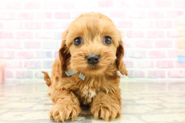 新潟県のコッカプー(アメリカンコッカースパニエル×プードル) (Coo&RIKUイオンモール新発田店/2025年10月21日生まれ/男の子/レッド)の子犬