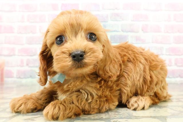 新潟県のコッカプー(アメリカンコッカースパニエル×プードル) (Coo&RIKUイオンモール新発田店/2025年10月21日生まれ/男の子/レッド)の子犬の2枚目の画像