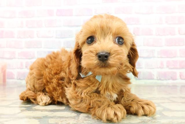 新潟県のコッカプー(アメリカンコッカースパニエル×プードル) (Coo&RIKUイオンモール新発田店/2025年10月21日生まれ/男の子/レッド)の子犬の3枚目の画像